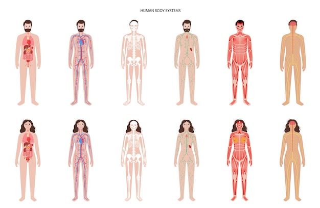 Hình vector hệ thống cơ thể con người