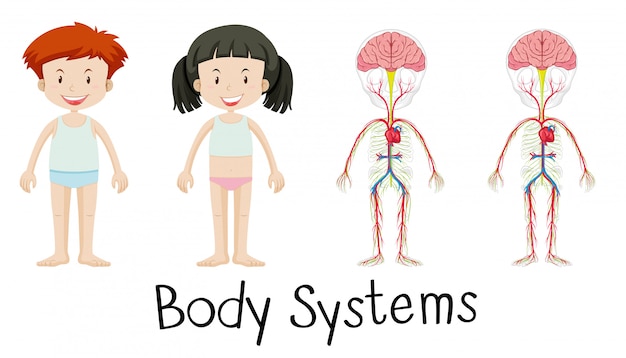 Hình vector Hệ thống cơ thể của con trai và con gái