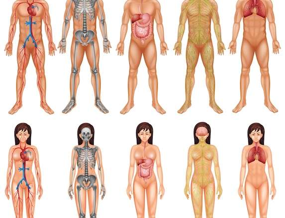 Hình vector Hệ thống cơ thể của nam và nữ minh họa