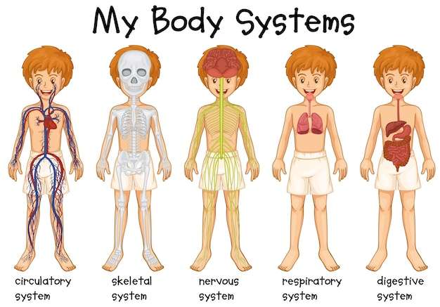 Hình vector Hệ thống khác nhau trong hình minh họa của con người