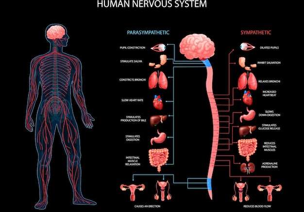 Hình vector Hệ thống thần kinh cơ thể con người biểu đồ giao cảm giao cảm với các cơ quan mô tả thực tế thuật ngữ giải phẫu