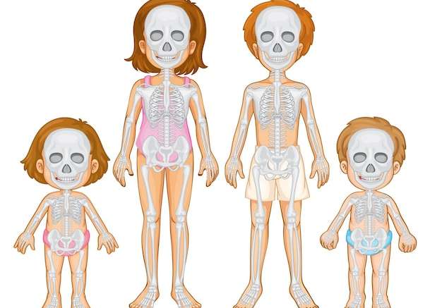 Hình vector Hệ thống xương của con người