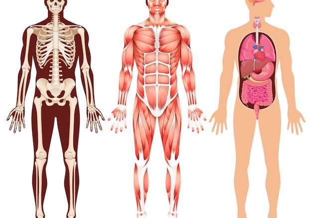 Hình vector Hình minh họa bộ xương cơ thể người và hệ thống cơ bắp