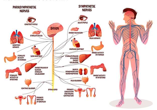 Hình vector Hình minh họa hệ thống thần kinh của con người. thiết kế hoạt hình của cơ thể người đàn ông với bộ não đối giao cảm