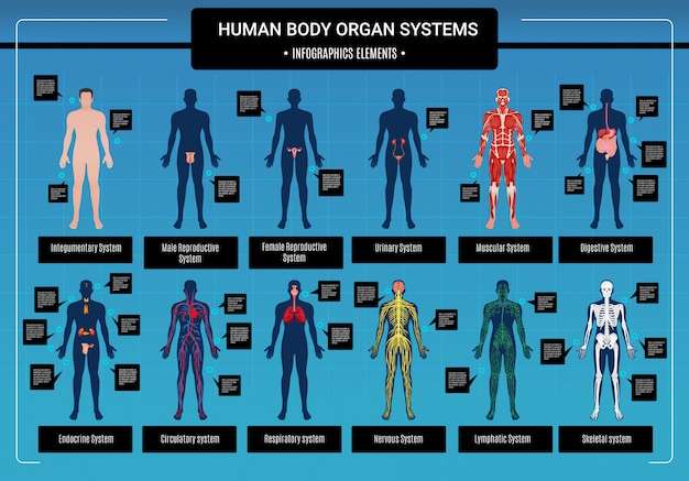 Hình vector Infographic cơ thể con người