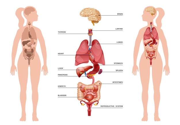 Hình vector Infographic nội tạng con người với cơ thể phụ nữ và các cơ quan nội tạng từ não đến mô tả hệ thống sinh sản minh họa vector
