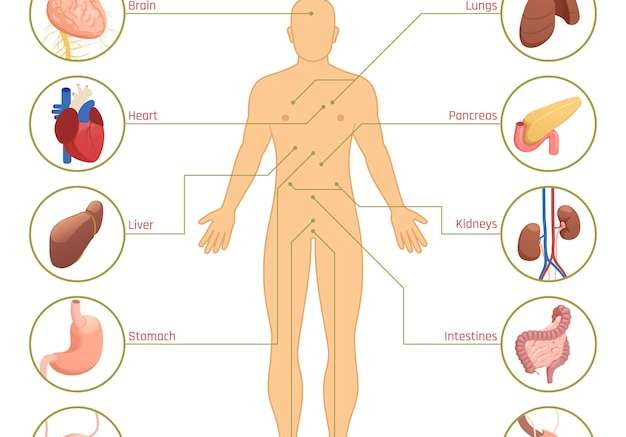 Hình vector Infographic nội tạng người
