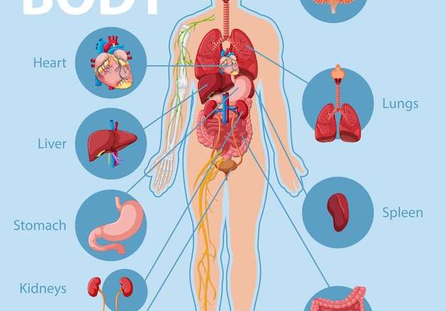 Hình vector Infographic thông tin giải phẫu cơ thể người
