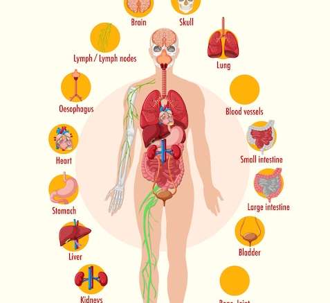 Hình vector Infographic thông tin giải phẫu cơ thể người