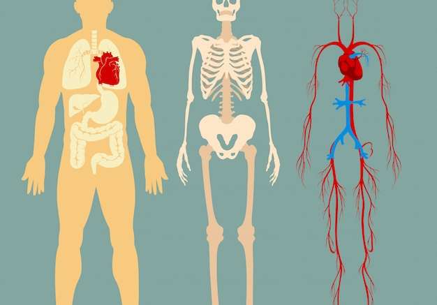 Hình vector Infographic y tế của cơ thể con người