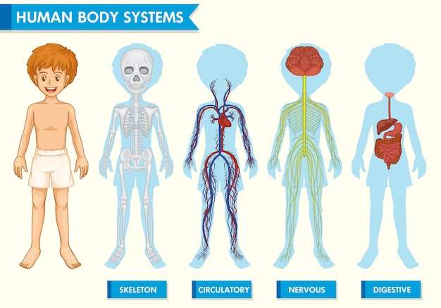 Hình vector Infographic y tế khoa học về hệ thống cơ thể con người