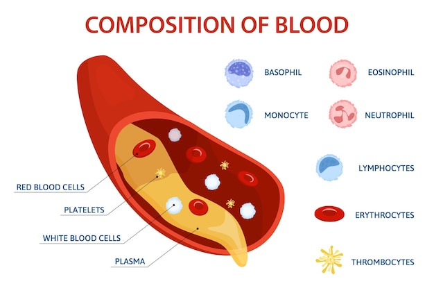 Hình vector Infographics phẳng tế bào người với tập hợp các biểu tượng tế bào máu hình ảnh giọt nước bị cô lập và chú thích văn bản minh họa vector