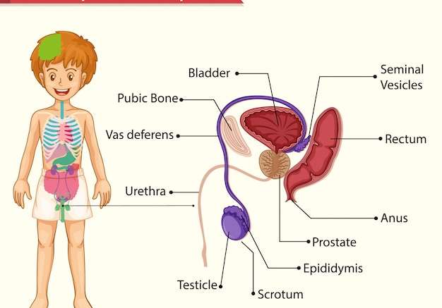 Hình vector Khoa học y tế của hệ thống sinh sản nam giới