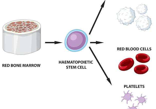 Hình vector Loại tế bào máu người trên nền trắng