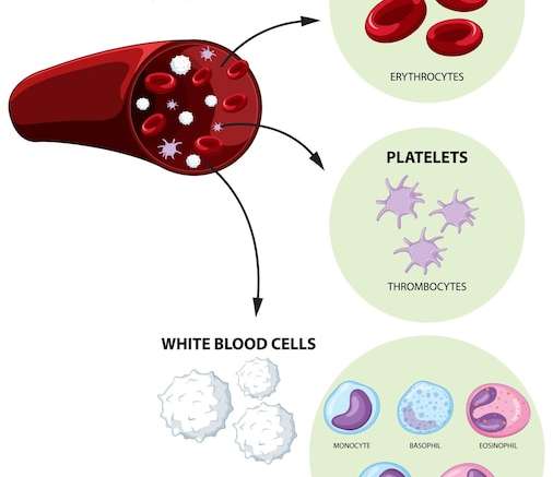 Hình vector Loại tế bào máu người trên nền trắng