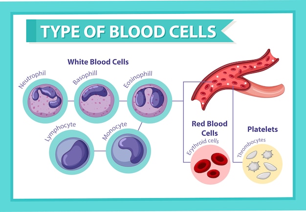 Hình vector Loại tế bào máu