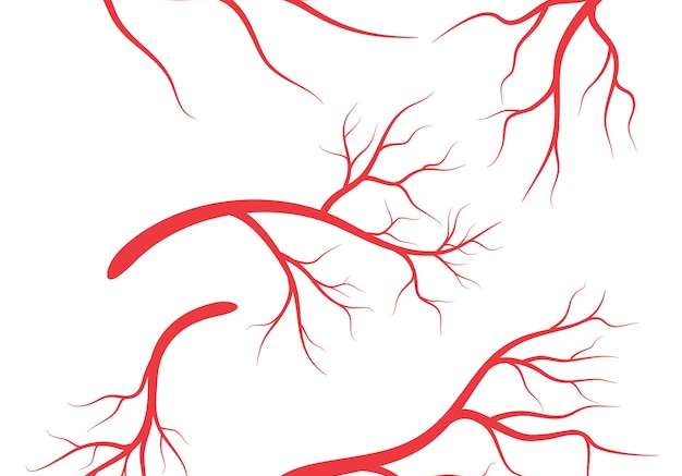 Hình vector Mạch máu người thiết kế mạch máu đỏ trên nền trắng minh họa vector