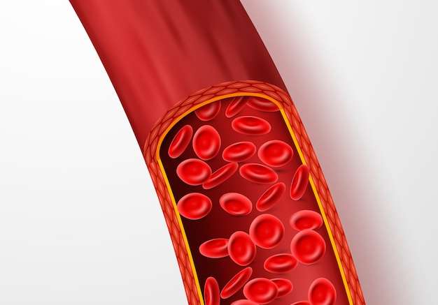 Hình vector Mạch máu người với các tế bào hồng cầu.
