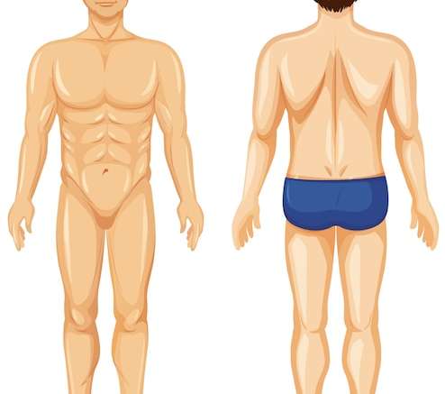 Hình vector Mặt trước và mặt sau của nam giới