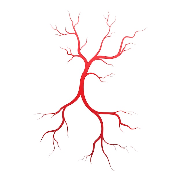 Hình vector Mẫu thiết kế minh họa tĩnh mạch và động mạch người
