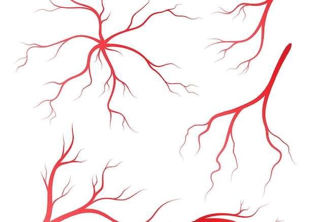 Hình vector Mẫu thiết kế minh họa tĩnh mạch và động mạch người
