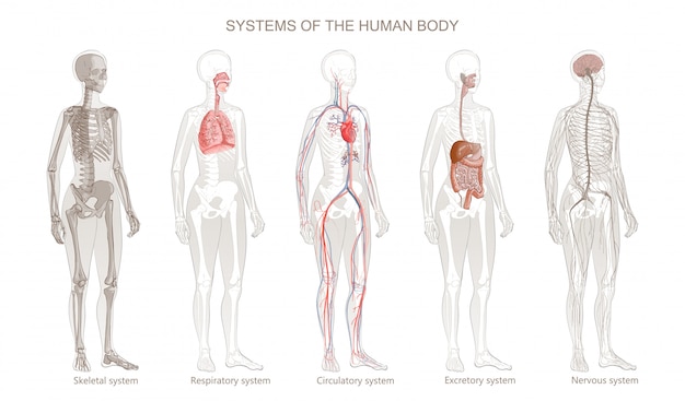 Hình vector Minh họa các hệ cơ thể người: hệ tuần hoàn, hệ xương, hệ thần kinh, hệ tiêu hóa, lớp vỏ, hệ ngoại tiết, hệ hô hấp. hình ảnh cô lập đầy đủ chiều dài của người phụ nữ đứng trên nền trắng.