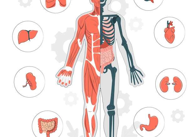 Hình vector Minh họa khái niệm giải phẫu cơ thể