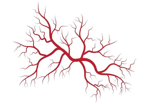 Hình vector Minh họa tĩnh mạch và động mạch người