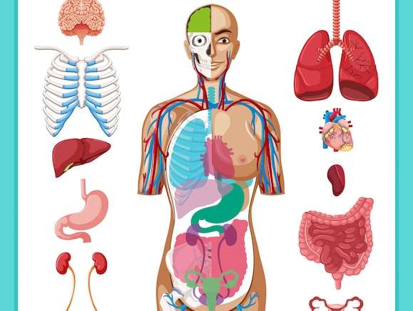 Hình vector Minh họa y học khoa học về giải phẫu người