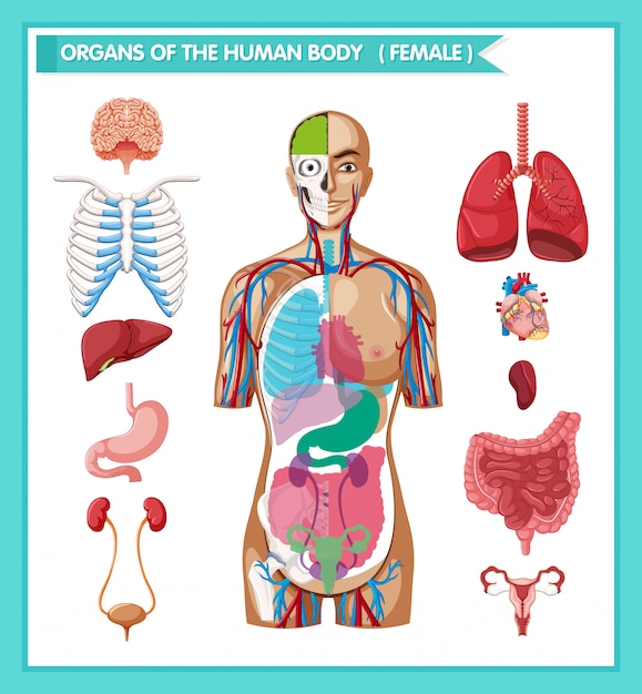 Hình vector Minh họa y học khoa học về giải phẫu người
