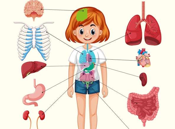 Hình vector Minh họa y tế khoa học về các cơ quan của cơ thể con người