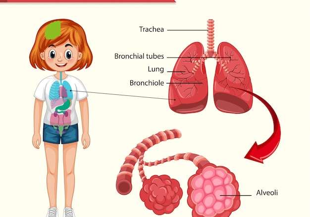 Hình vector Minh họa y tế khoa học về giải phẫu phổi khỏe mạnh
