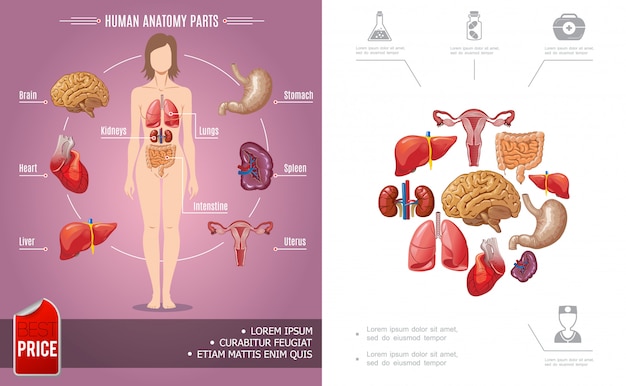 Hình vector Phim hoạt hình giải phẫu người bố cục đầy màu sắc với các bộ phận cơ thể phụ nữ và các biểu tượng y tế