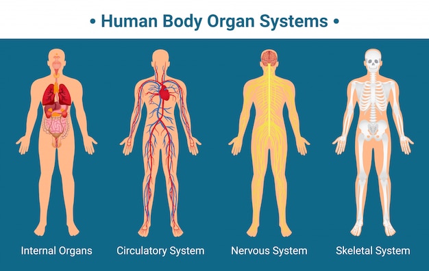 Hình vector Poster hệ thống cơ quan cơ thể người