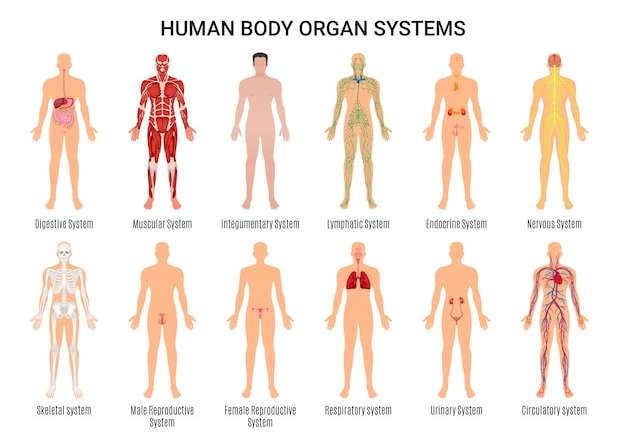 Hình vector Poster nhân vật hệ cơ quan cơ thể người
