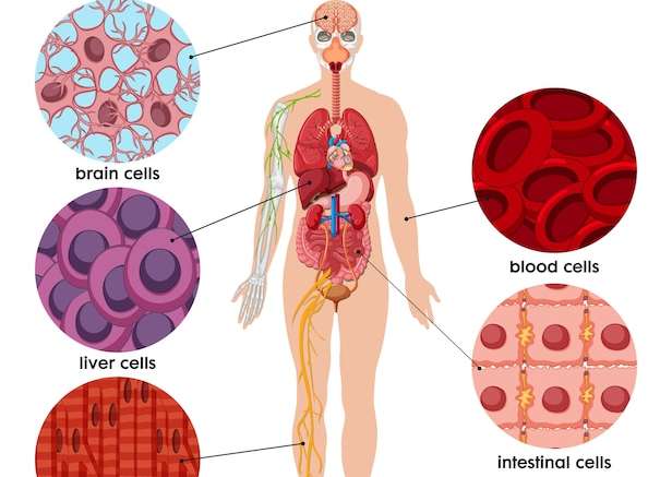 Hình vector Poster tế bào cơ thể người