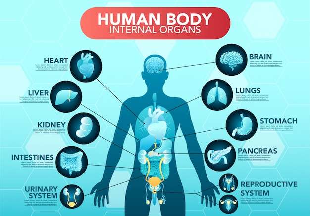 Hình vector Sơ đồ nội tạng cơ thể con người poster đồ họa thông tin phẳng với các biểu tượng