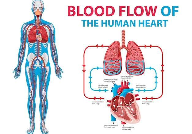 Hình vector Sơ đồ thể hiện dòng máu chảy trong tim người