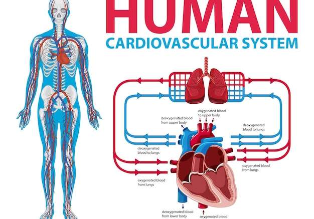 Hình vector Sơ đồ thể hiện hệ thống tim mạch của con người