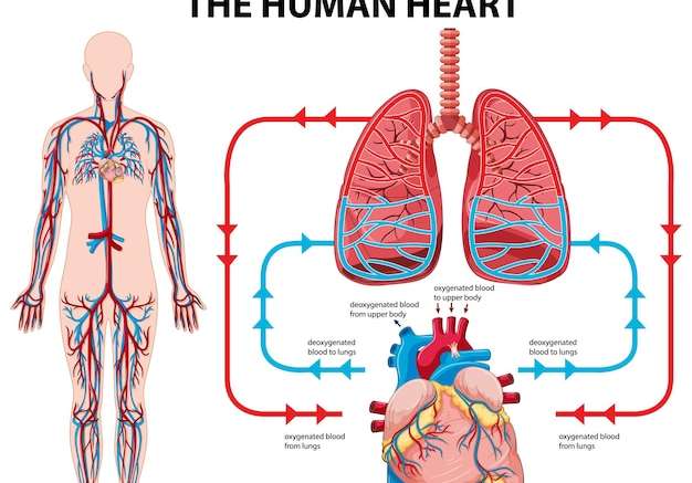 Hình vector Sơ đồ thể hiện lưu lượng máu của tim người