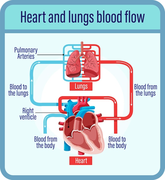 Hình vector Sơ đồ thể hiện lưu lượng máu của tim người