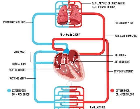 Hình vector Sơ đồ thể hiện lưu lượng máu của tim và phổi