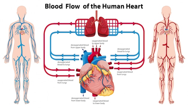 Hình vector Sơ đồ thể hiện lưu lượng máu của trái tim con người