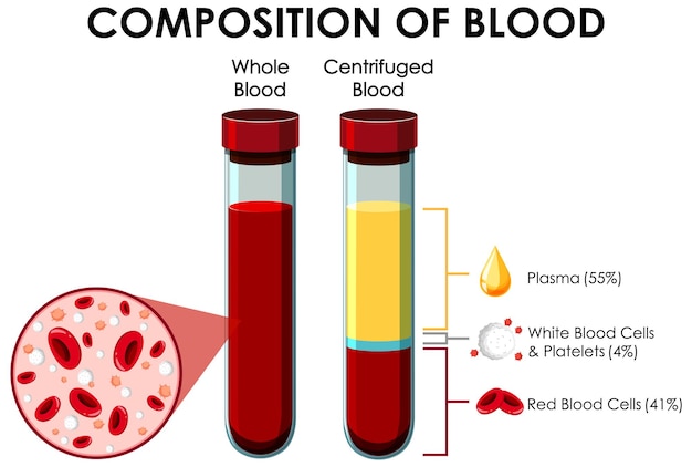 Hình vector Sơ đồ thể hiện thành phần của máu