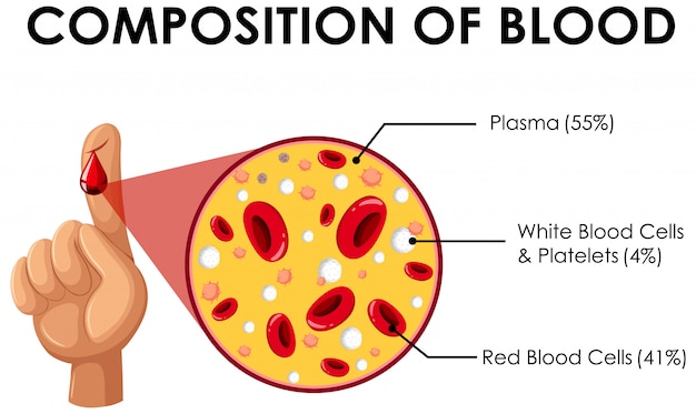 Hình vector Sơ đồ thể hiện thành phần của máu