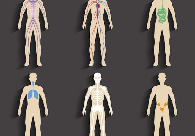 Hình vector Tập hợp các cơ quan của con người và các hệ thống của sức sống cơ thể. minh họa véc tơ