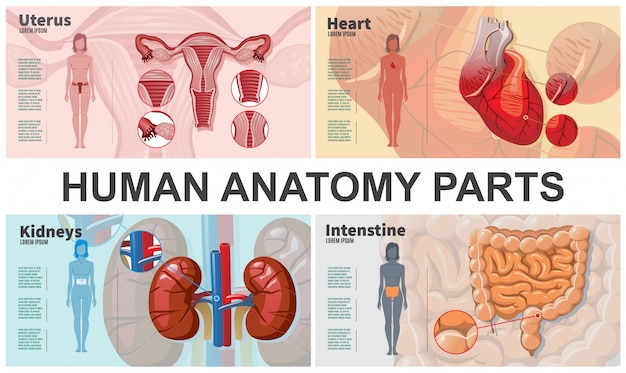 Hình vector Thành phần nội tạng người hoạt hình với hình bóng phụ nữ thận ruột tim tử cung giải phẫu