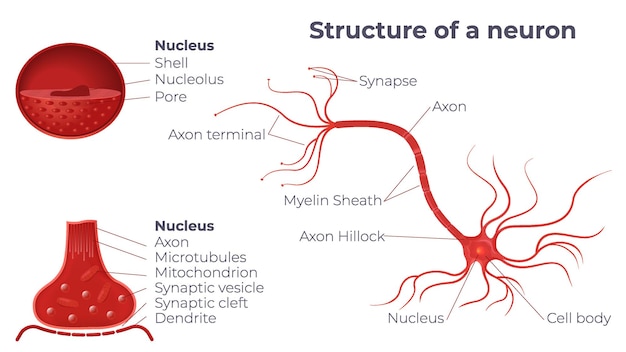 Hình vector Thành phần sơ đồ giải phẫu nơron
