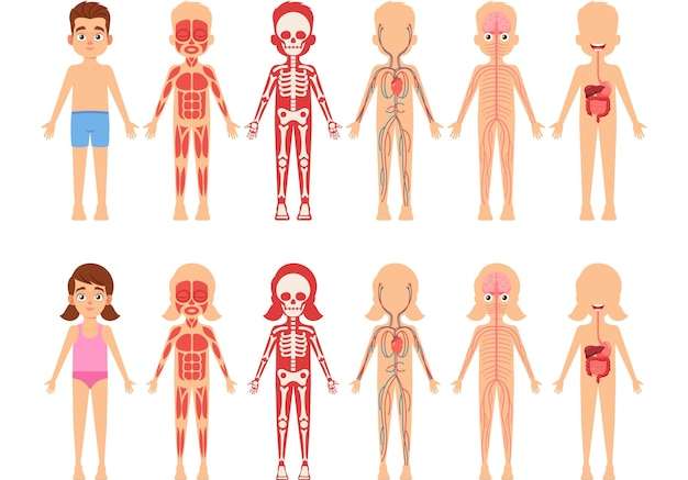 Hình vector Trẻ em giải phẫu cơ thể giáo dục biểu đồ cơ quan cho trẻ em dễ thương bé trai và bé gái hệ thống cơ thể cơ xương