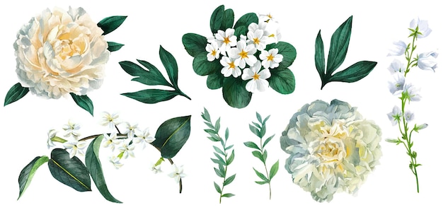 Vector Bộ hoa trắng bao gồm mẫu đơn và hoa anh thảo